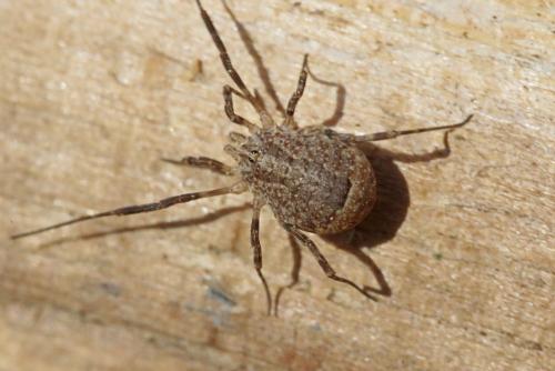 Odiellus spinosus